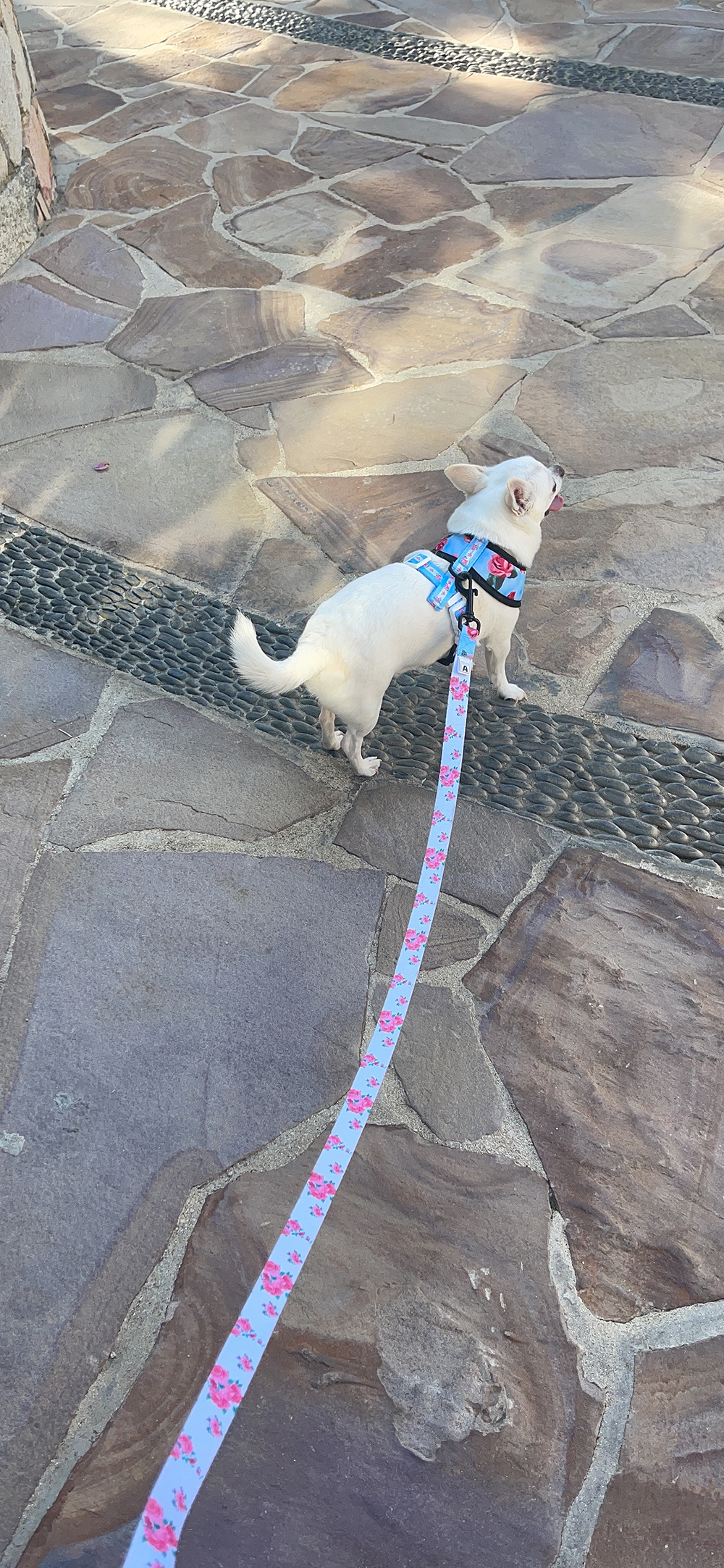 dog on a floral leash